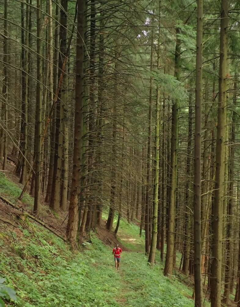 Photographie par drone d'un randonneur, de face, marchant dans un prtit sentier au milieu d'une forêt de conifères